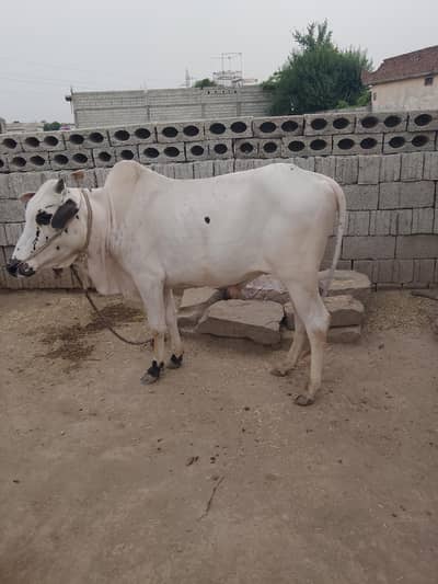 Qurbani Bull | Bachra | Wacha | Desi Bachry | 2 Dant For sale