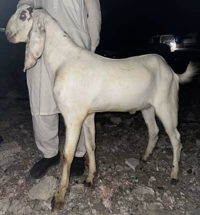DONDAY BAKRAY FOR SALE