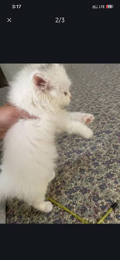male kitten odd eyes