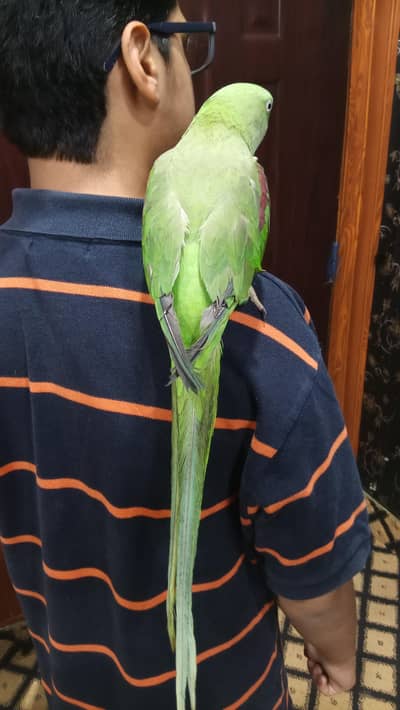 Muslim parrot