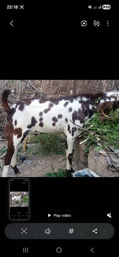 beetal male goat