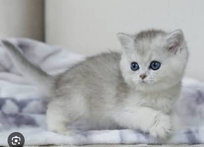British shorthair kittens available