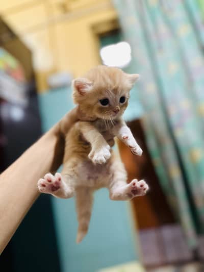 Persian Kittens Male Tripple Coated