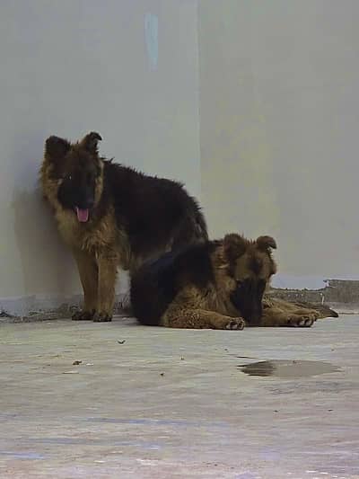Germand sherd female for urgent sale