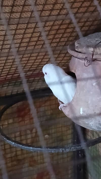 Love bird , Cocktail  for sale