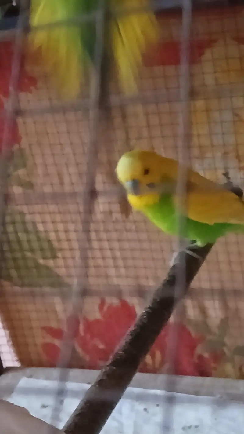 Love bird , Cocktail  for sale — photo 3