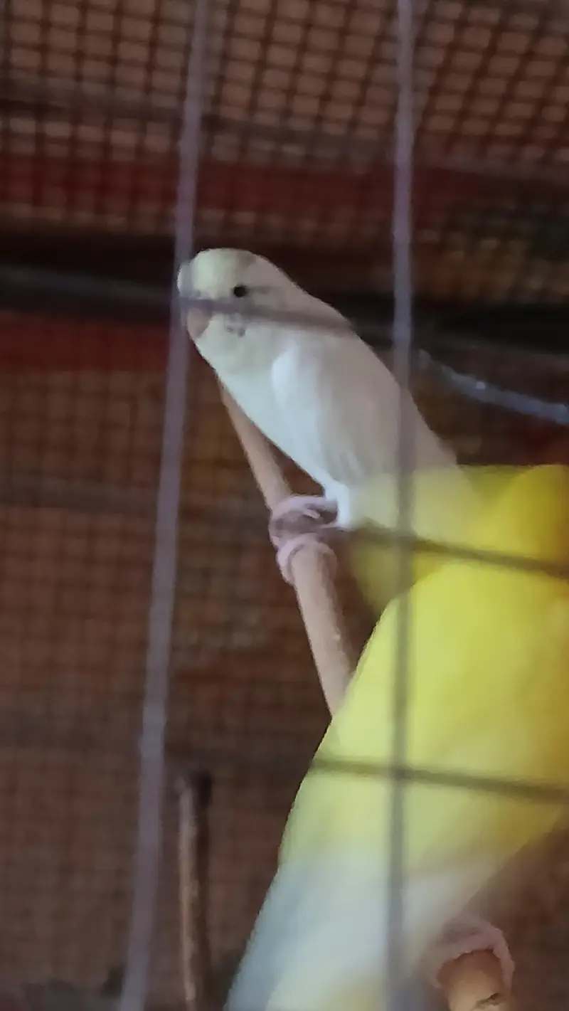 Love bird , Cocktail  for sale — photo 4