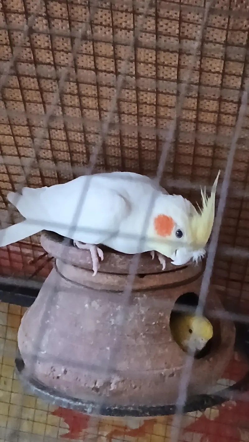 Love bird , Cocktail  for sale — photo 6
