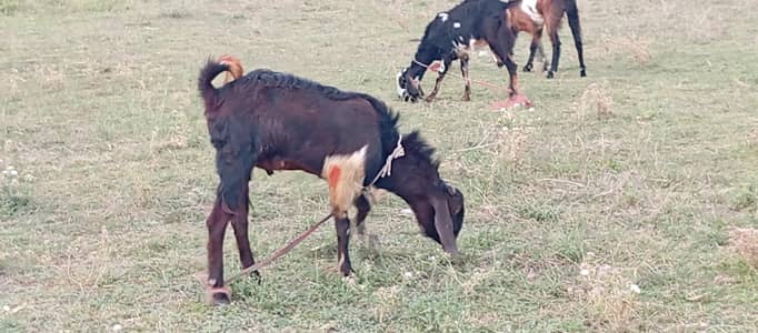 2 dant bakry for sale