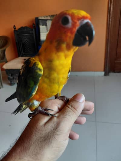 sunconure green wing macaw moluccan cockatoo sun conure