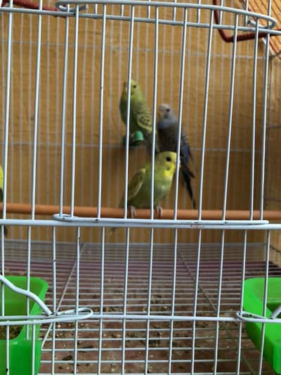 Budgies parrot for sale