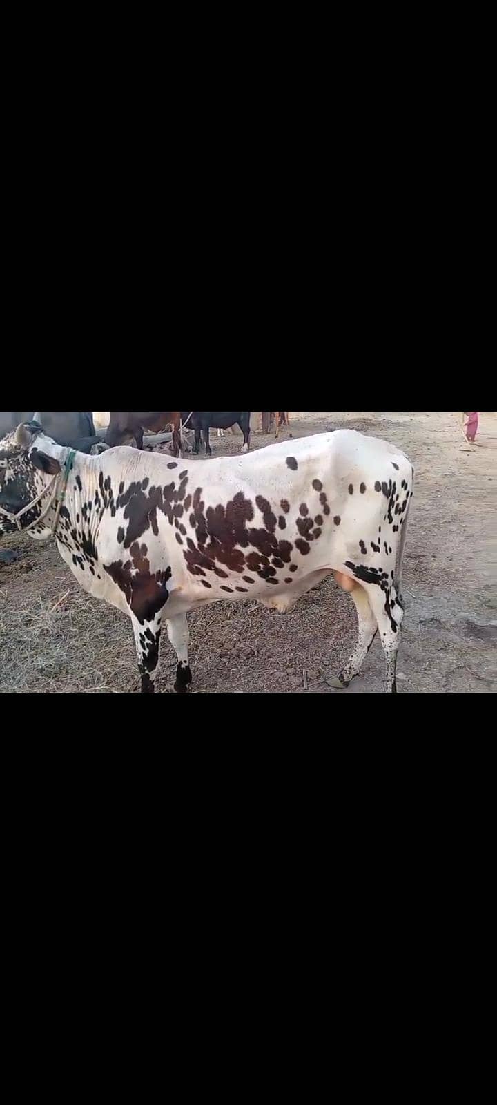 wehry /bachryبچھرے براۓ فروخت 1