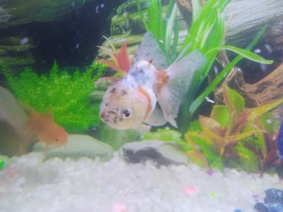 Orand gold fish