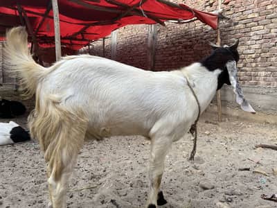 10 bakray available for sale locati kohsar