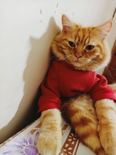 Mix Breed Male cat