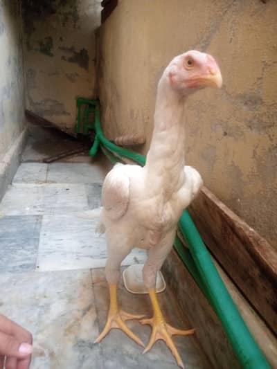 White Shamo aseel chick