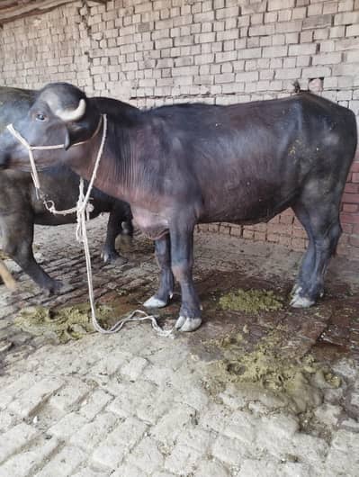 Cow/bachraa/katta/bull/cattle/qurbani/animal/eid-ul-adha 2026/sale