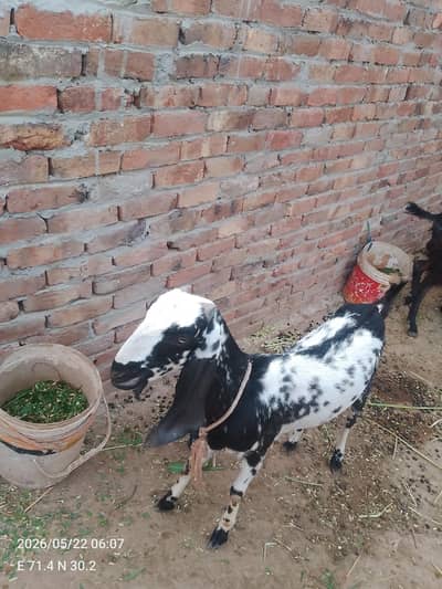 total three goats 1 is 40000 contact 03056935451
