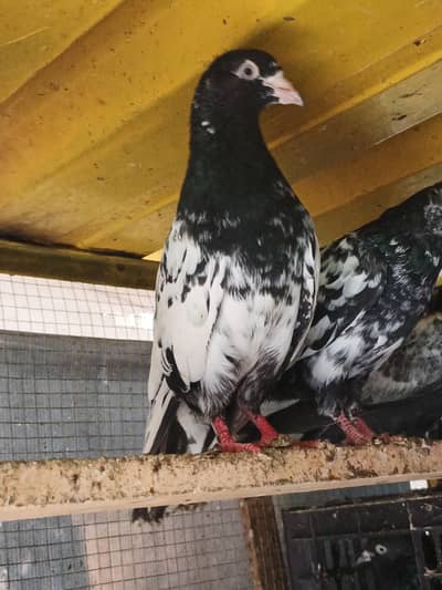 original breeder blood line in purity