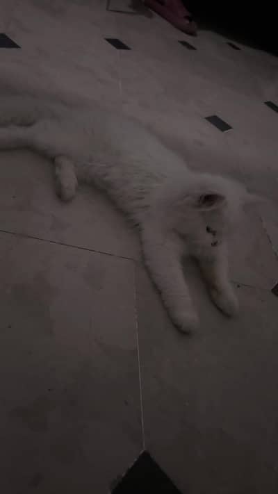 persion white cat