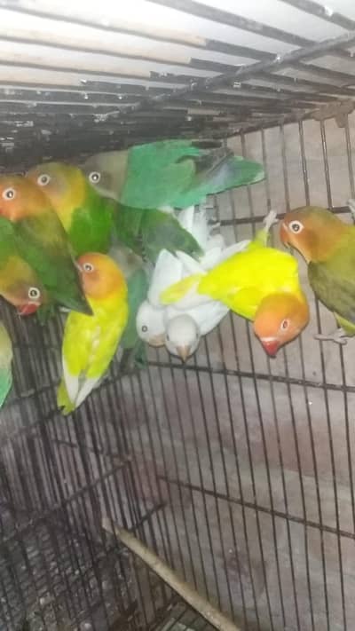 love bird pathy