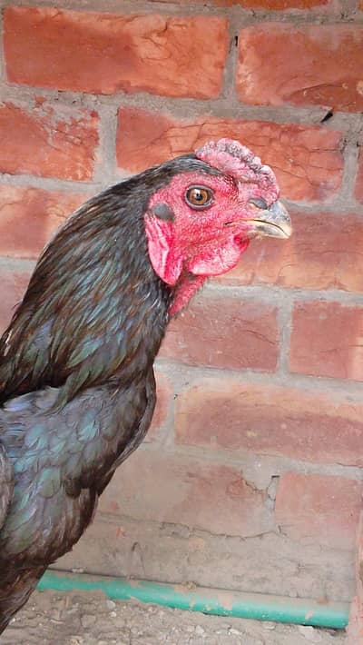pakoya murga