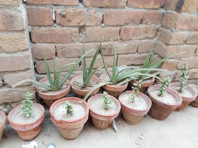 FOR PLANT  LOVER