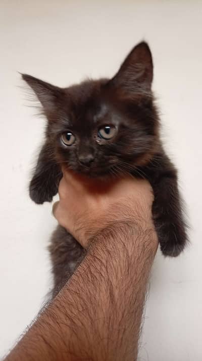 6 Kittens for Adoption