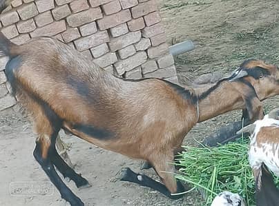Qurbani ka Bakra sehat mand bakra