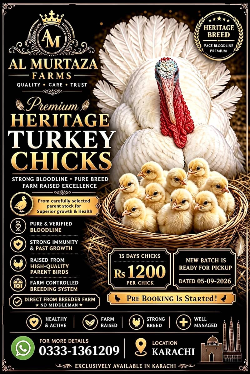 Turkey Chicks 1