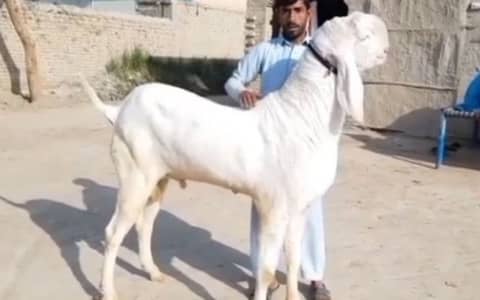 Desi Bakra For sale WhatsApp 03106417029