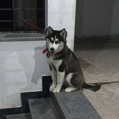 Canin