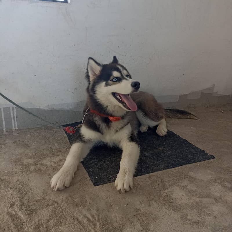 Siberian Husky (CANIN) 1