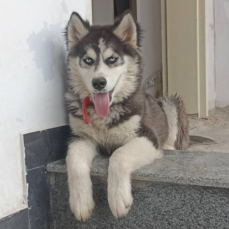 Siberian Husky (CANIN) 2