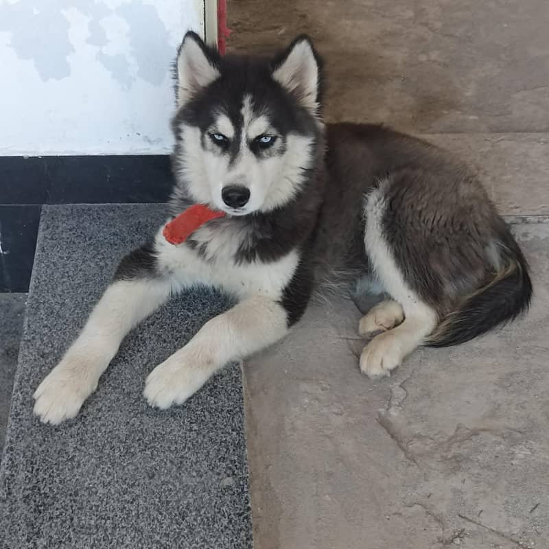 Siberian Husky (CANIN) 3