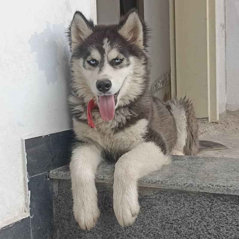 Siberian Husky (CANIN) 4