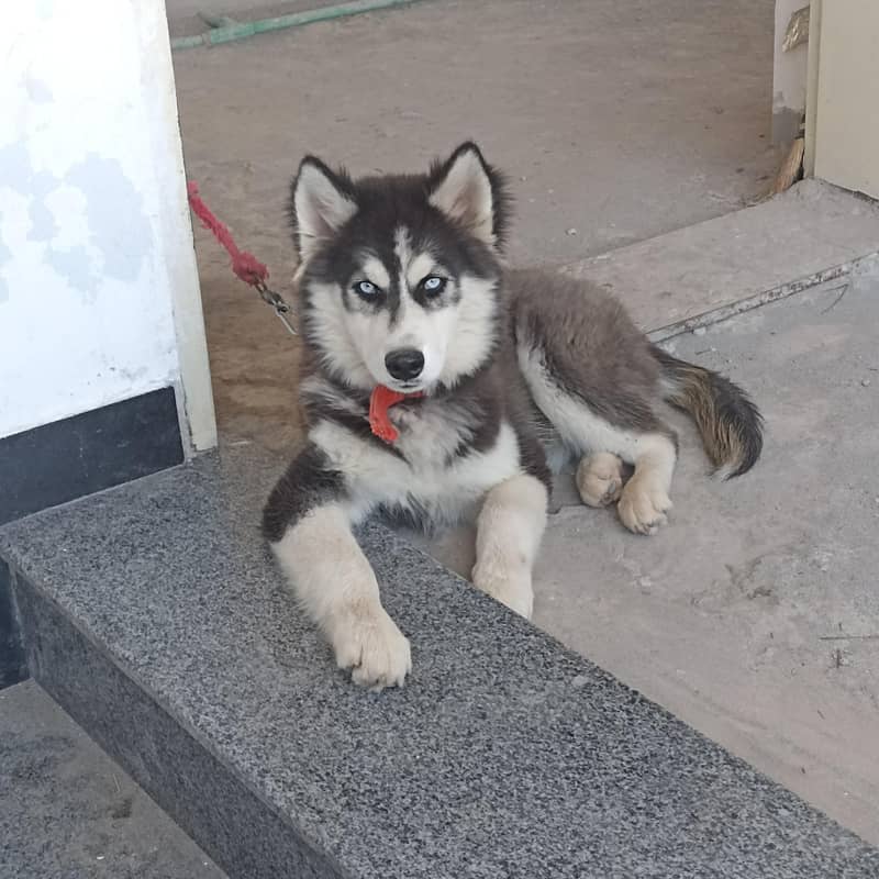 Siberian Husky (CANIN) 5