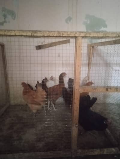 golden misri female egg lying for sale