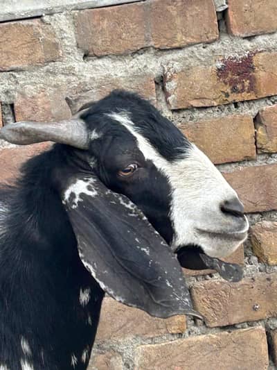 Bakra for sale live weight 52kg