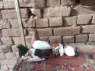 pigeon pair