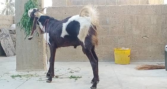 Qurbani ka bakra