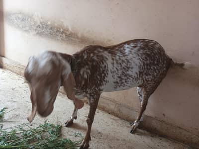 Mekha cheni Panjab ki nasal ha or sath ik Sindh ki gulabi nasal ha