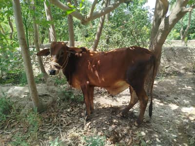 White bull