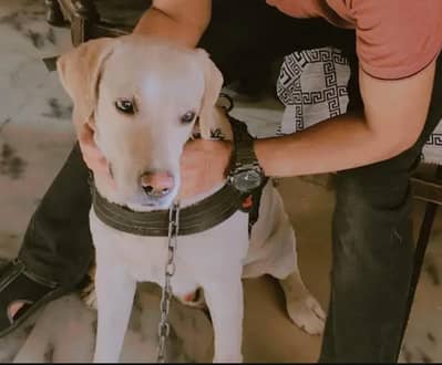 Labrador male_ active and healthy _chocolate female k sth exchange