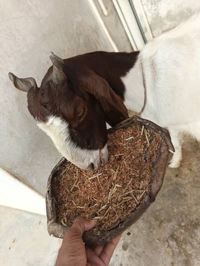 bakri 4 dant hai for seal kamore bakri hai 0/3/1/5/2/8/2/2/7/2/2