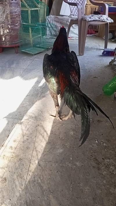 Thai aseel male shamoo female