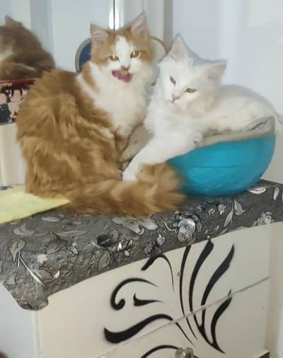 White male or brown female persian pair