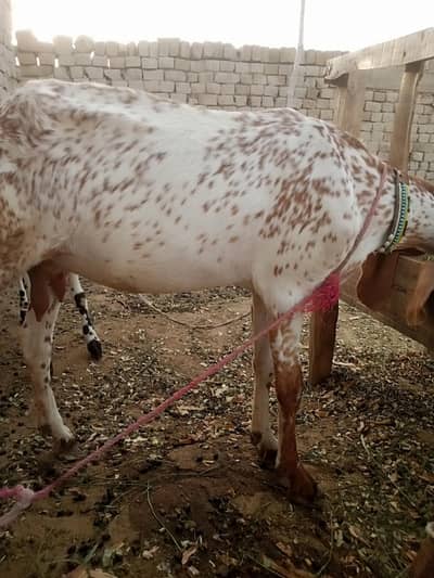 makkhi chini bakri ek baccha