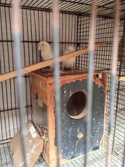love birds