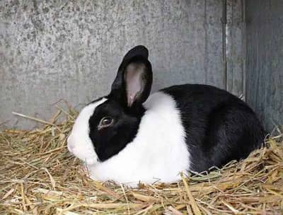 Rabbits for sale all ages male female ,breeders , bunnies, adult . . etc